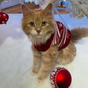 Red Christmas sweater for dog or cat .